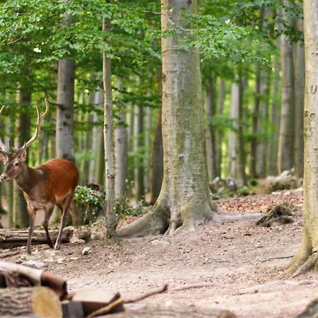 Trubarka Gæstehus *