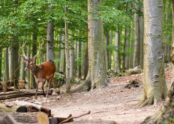 Trubarka 게스트하우스 *